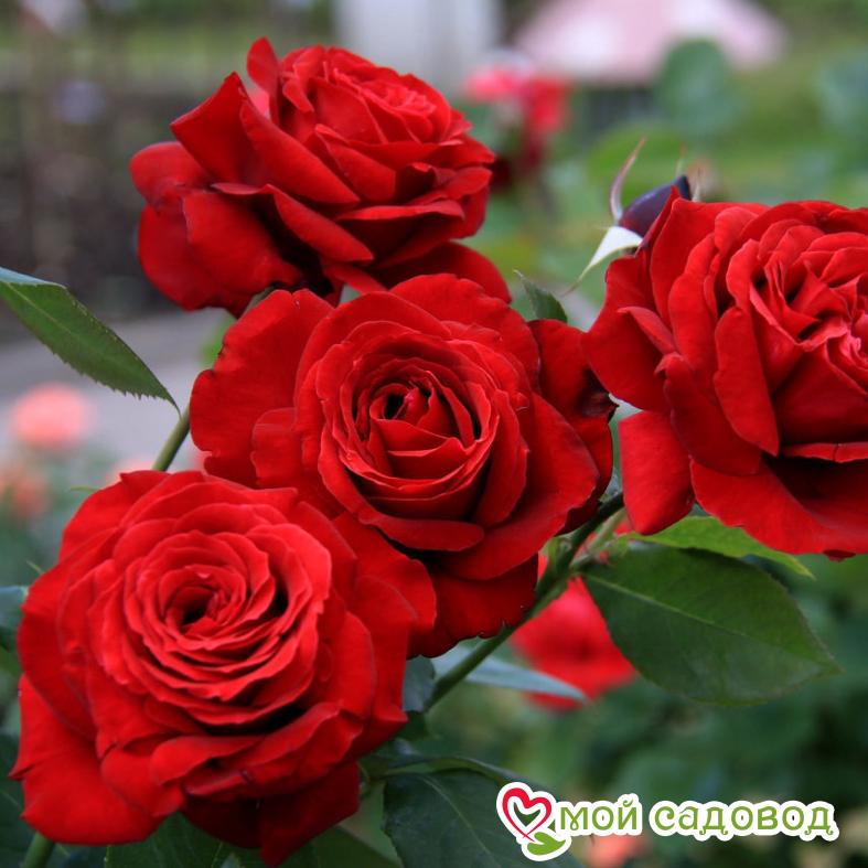 Роза Микадо