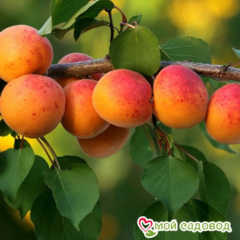 Абрикос Августин