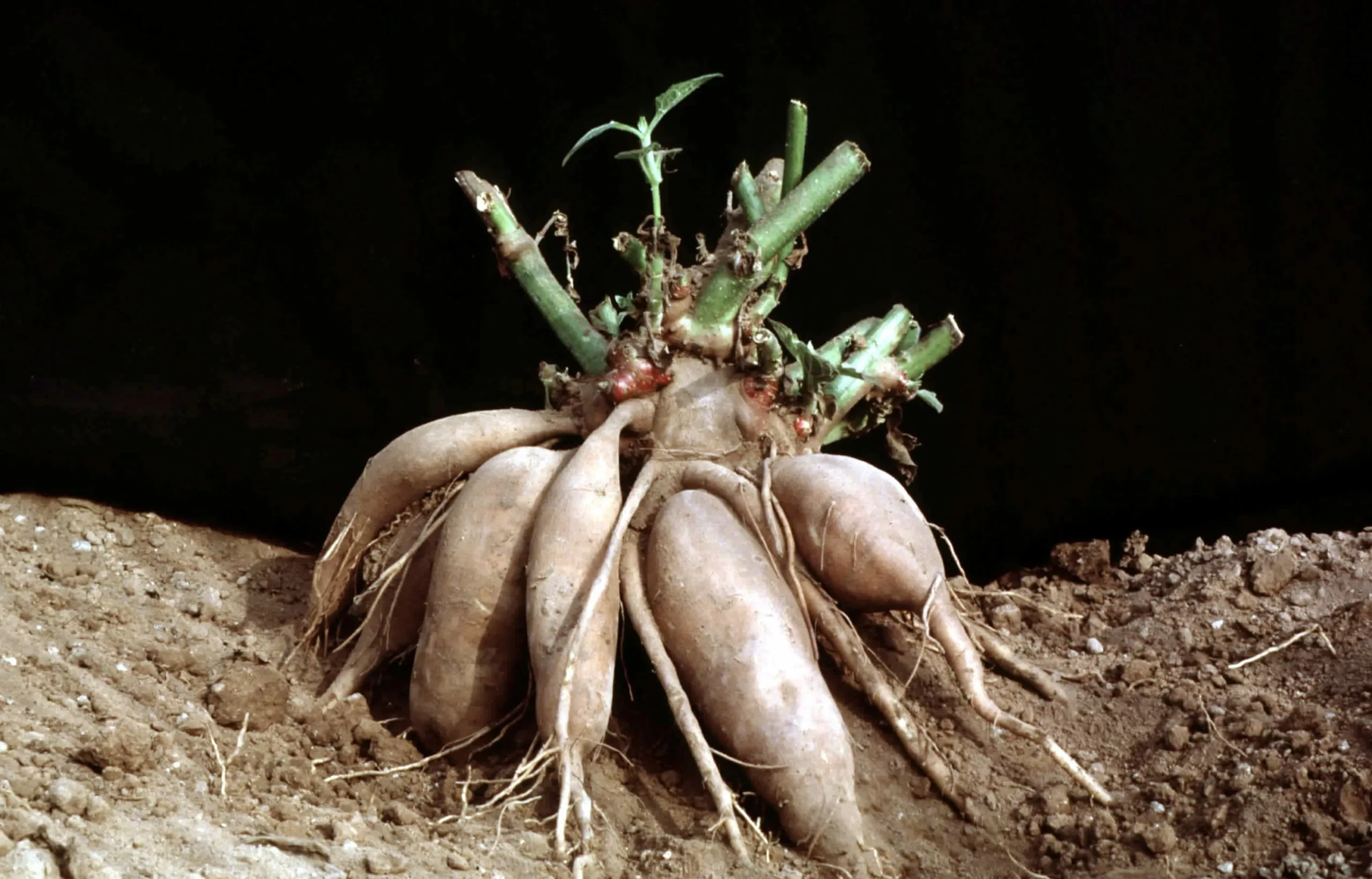 Георгин Маскарад